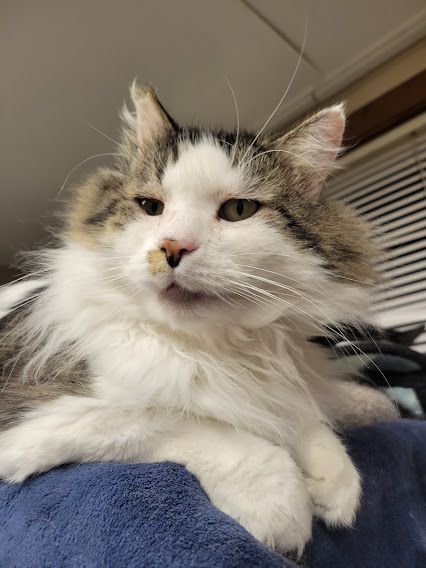 Wilson, an adoptable Domestic Long Hair in Plainville, MA_image-2