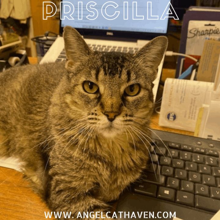 Priscilla 1
