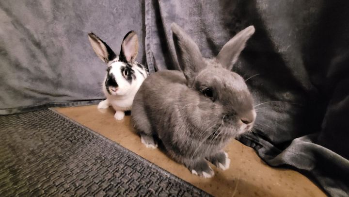 Morticia & Gomez (bonded pair), an adopted Bunny Rabbit in Albuquerque, NM_image-3