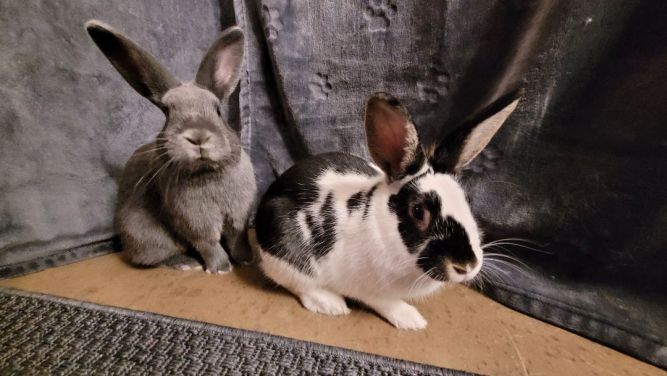 Morticia & Gomez (bonded pair)