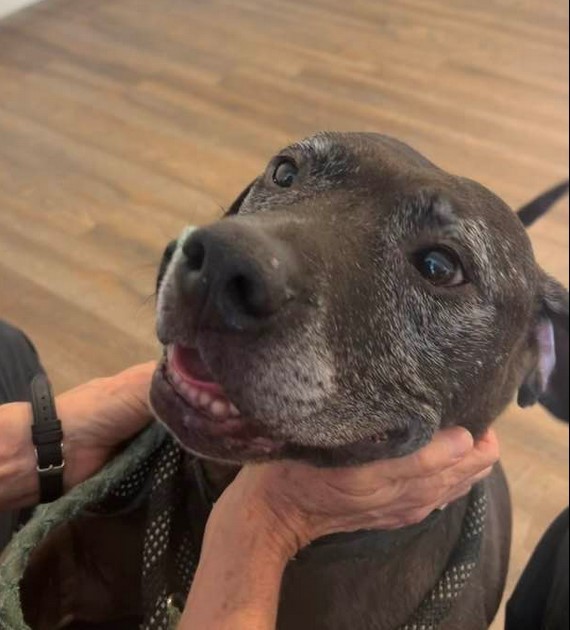 Drako