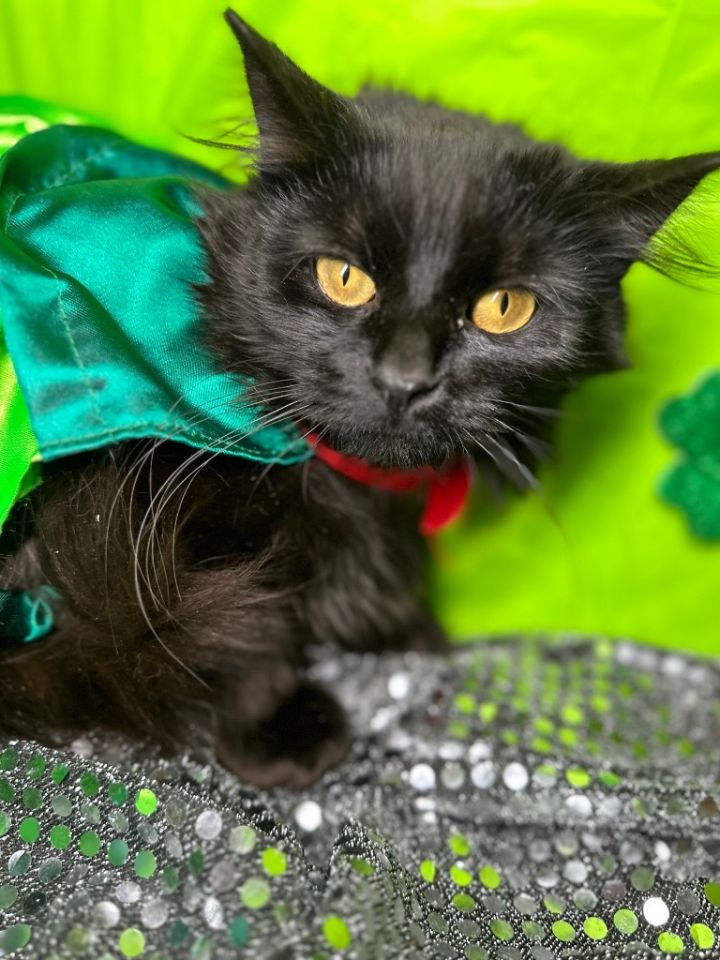 FURBALL, an adoptable Domestic Long Hair in Wintersville, OH_image-1