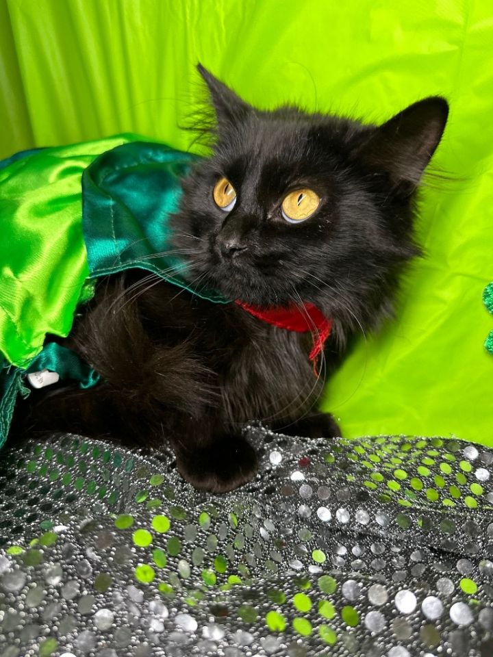 FURBALL, an adoptable Domestic Long Hair in Wintersville, OH_image-3