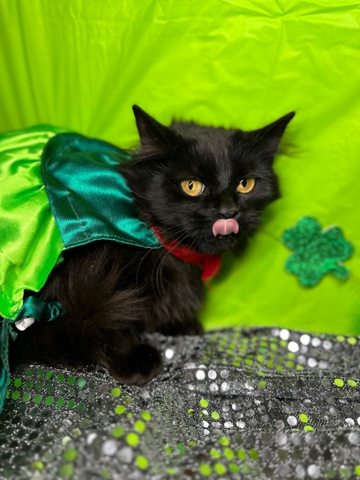 FURBALL, an adoptable Domestic Long Hair in Wintersville, OH_image-4