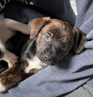 Dogs for Adoption Near Minneapolis, MN | Petfinder