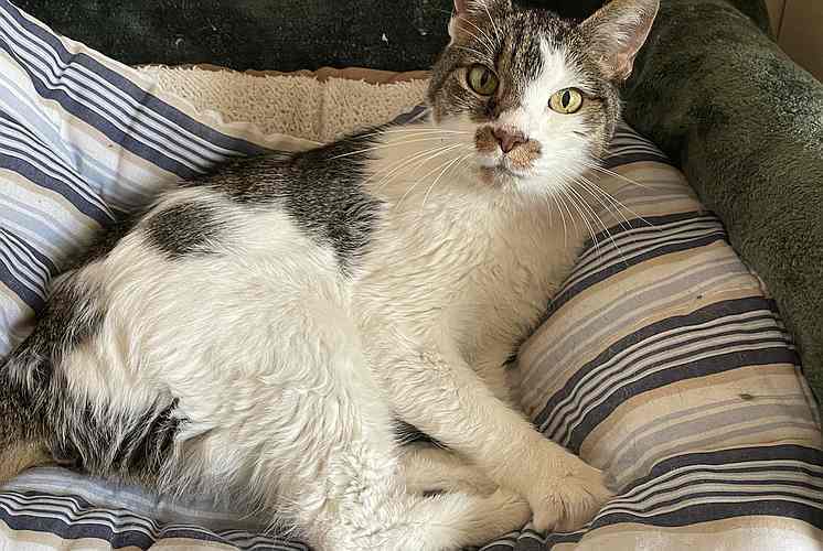 ROSE, an adoptable Domestic Short Hair in Sequim, WA, 98382 | Photo Image 2