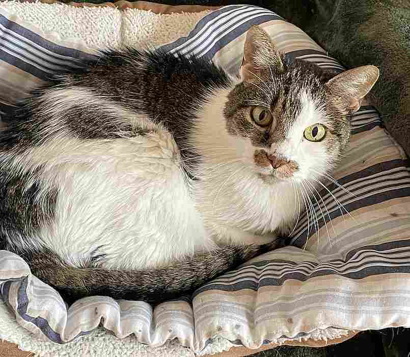 ROSE, an adoptable Domestic Short Hair in Sequim, WA, 98382 | Photo Image 3