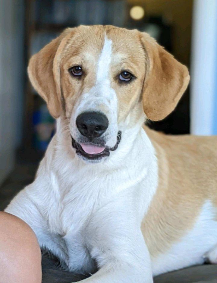 Great pyrenees and coonhound sales mix