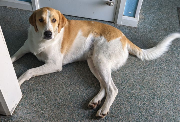 Pyrenees 2024 hound mix