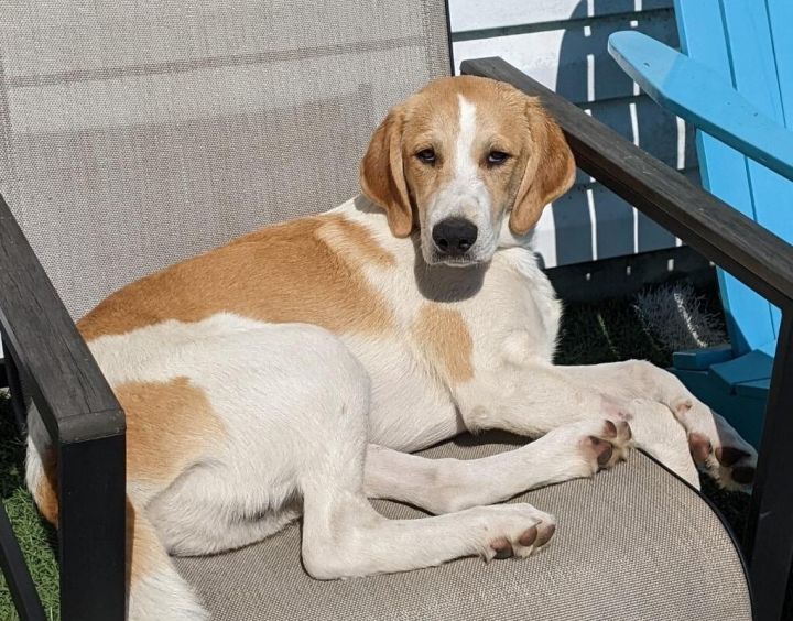 Great pyrenees and cheap hound mix