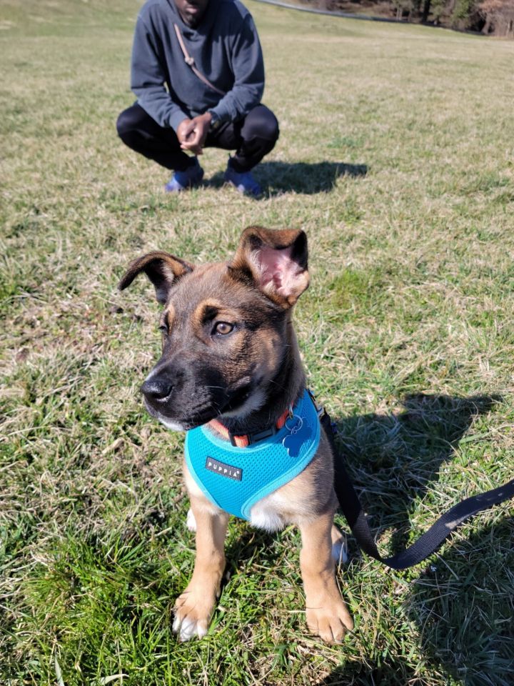 Rhianna (I have a video!!), an adopted German Shepherd Dog Mix in Highland, MD_image-3