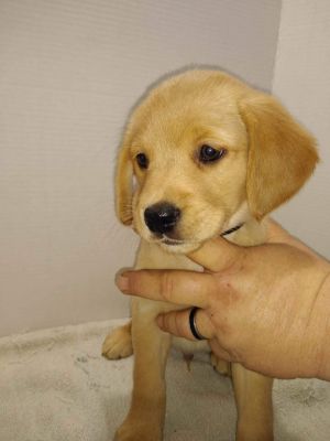 Dog for adoption - Jolt, a Golden Retriever & German Shepherd Dog Mix in  Woodbridge, NJ | Petfinder