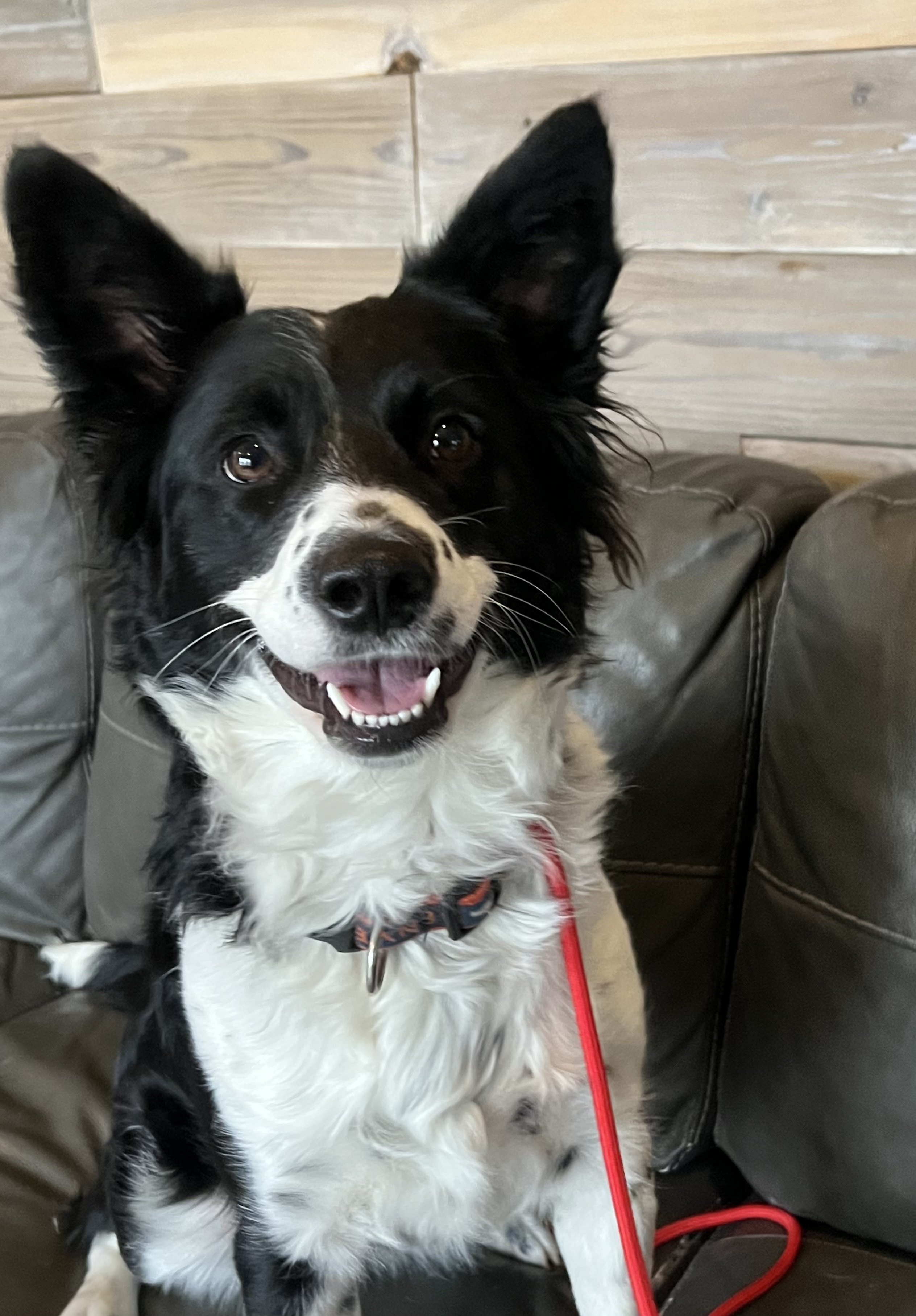 Abbie, an adoptable Border Collie in Twin Falls, ID, 83301 | Photo Image 1