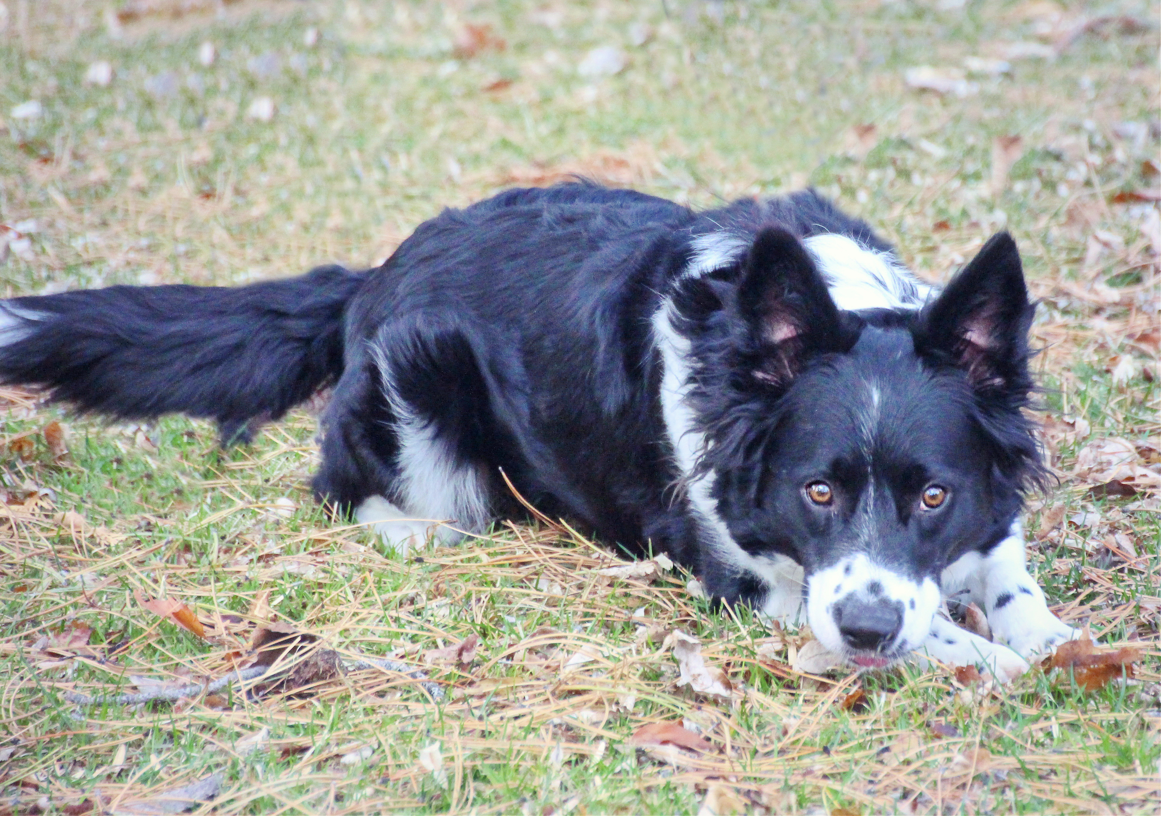 Abbie, an adoptable Border Collie in Twin Falls, ID, 83301 | Photo Image 2