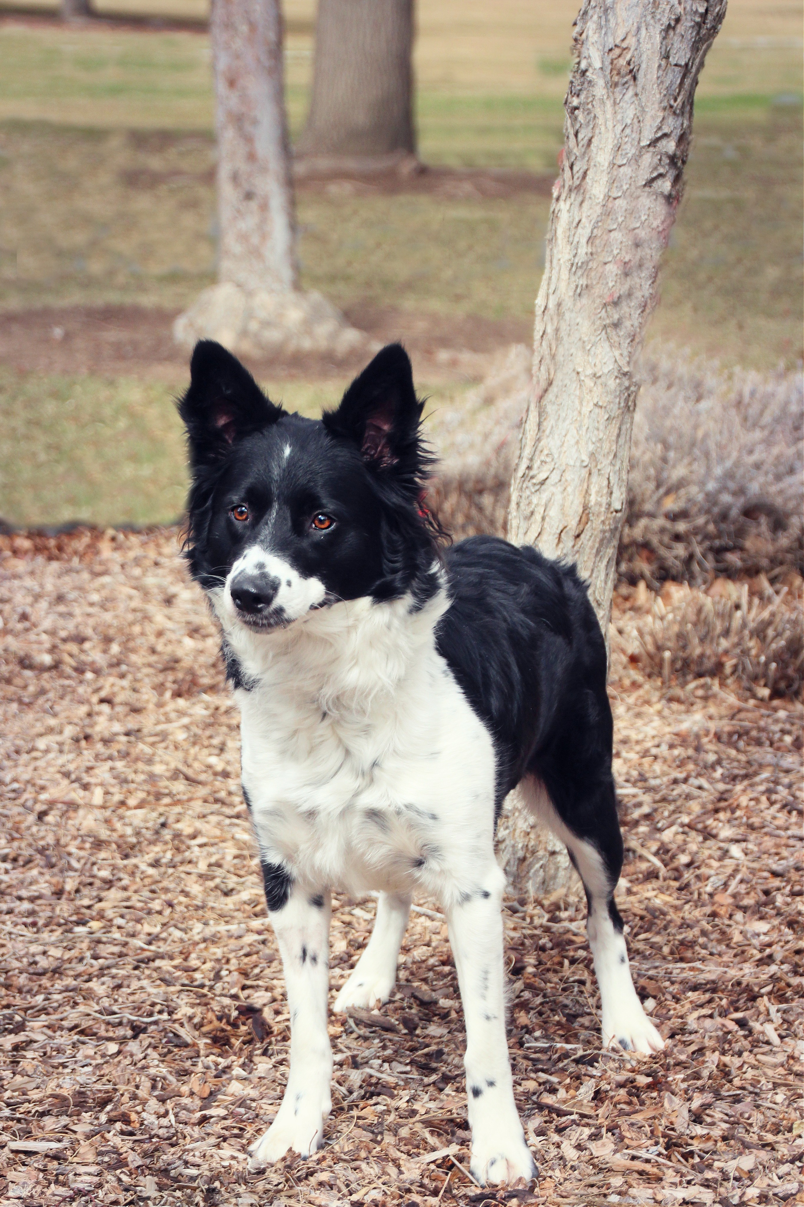 Abbie, an adoptable Border Collie in Twin Falls, ID, 83301 | Photo Image 3
