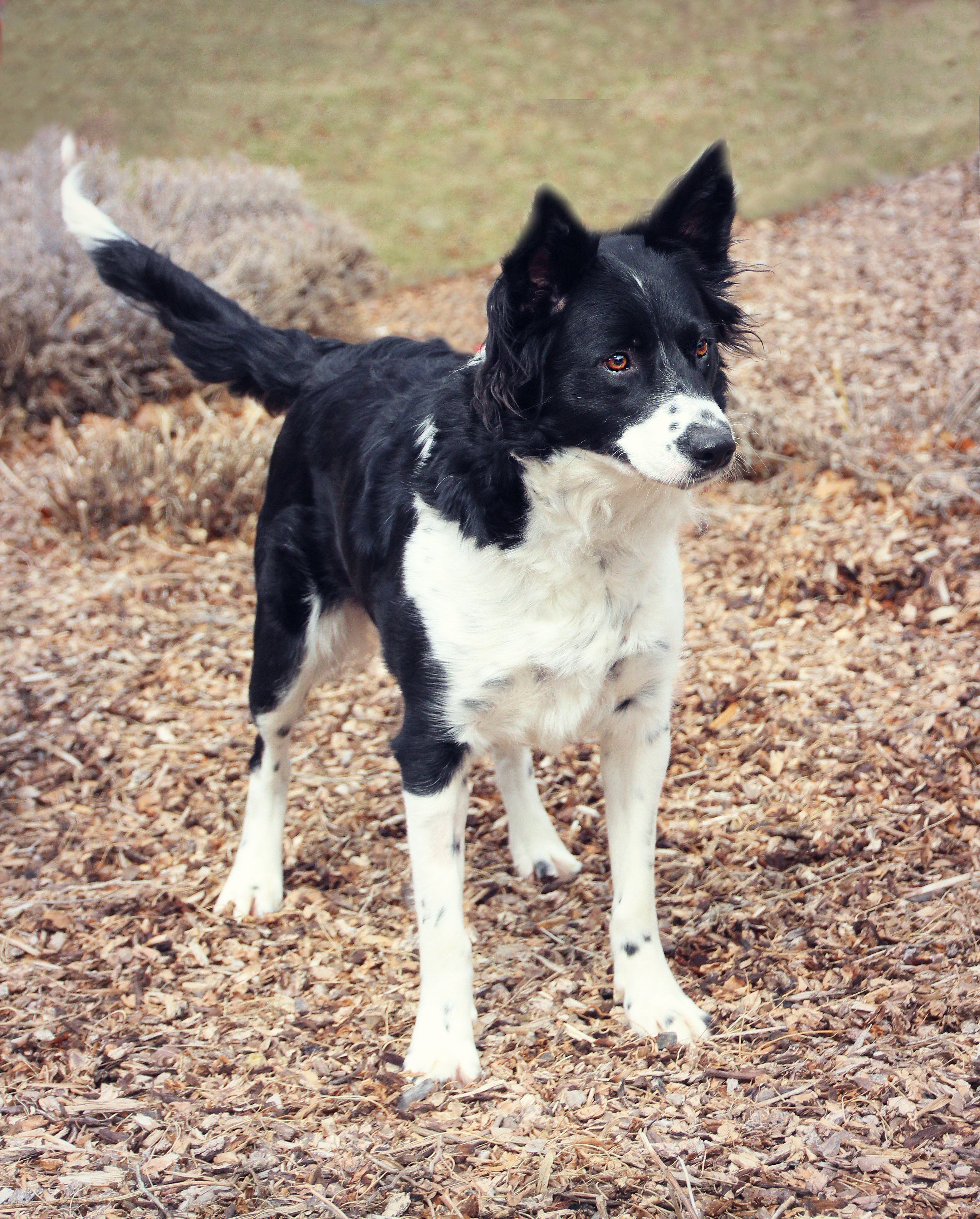Abbie, an adoptable Border Collie in Twin Falls, ID, 83301 | Photo Image 4