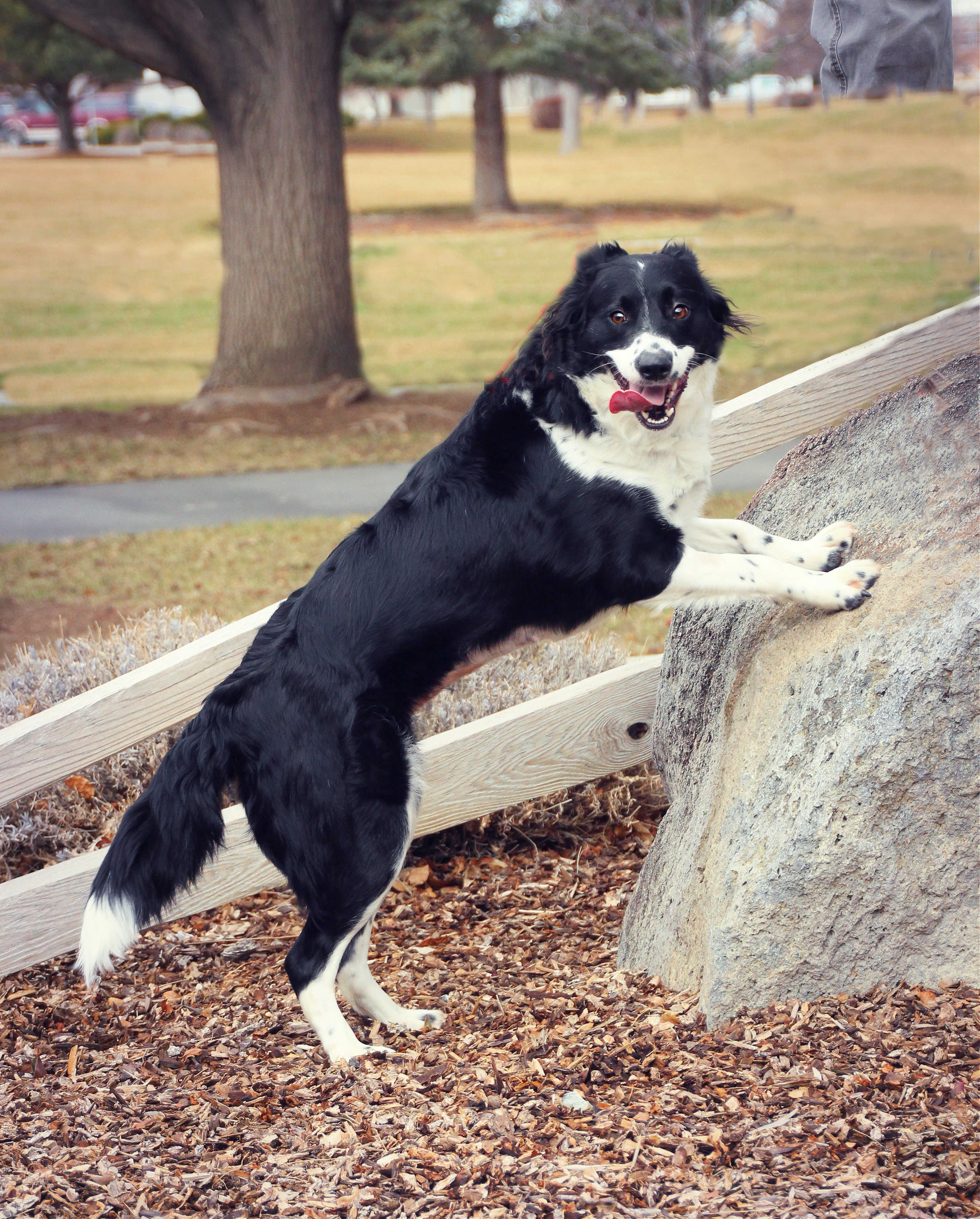 Abbie, an adoptable Border Collie in Twin Falls, ID, 83301 | Photo Image 5