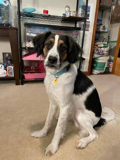 Beagle hot sale spaniel mix