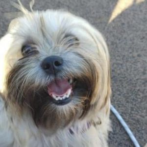 Tully ADOPTION PENDING 