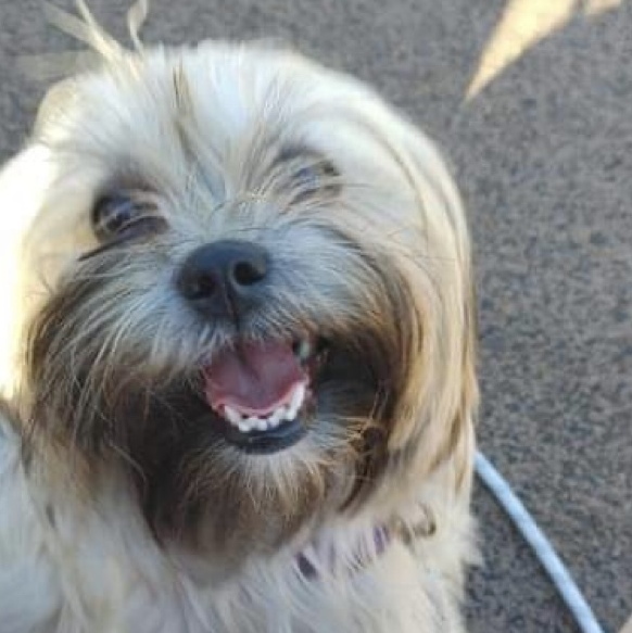 Tully ADOPTION PENDING 