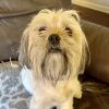 Tully ADOPTION PENDING 