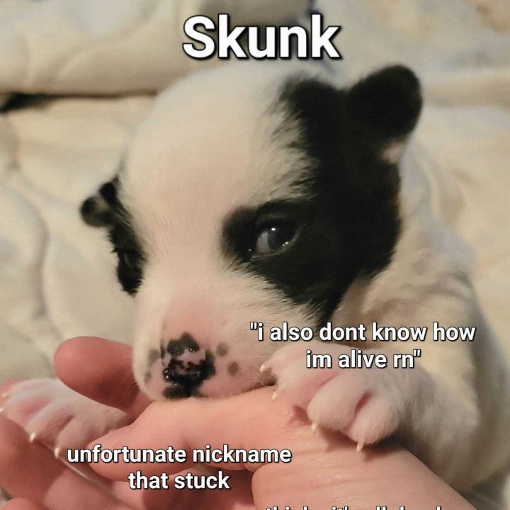 Skunk  2