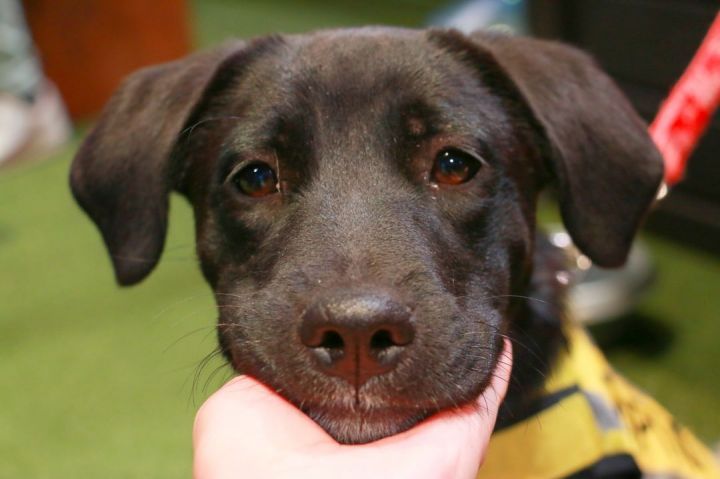 Thia Black Lab puppy, an adopted Labrador Retriever Mix in New York, NY_image-1