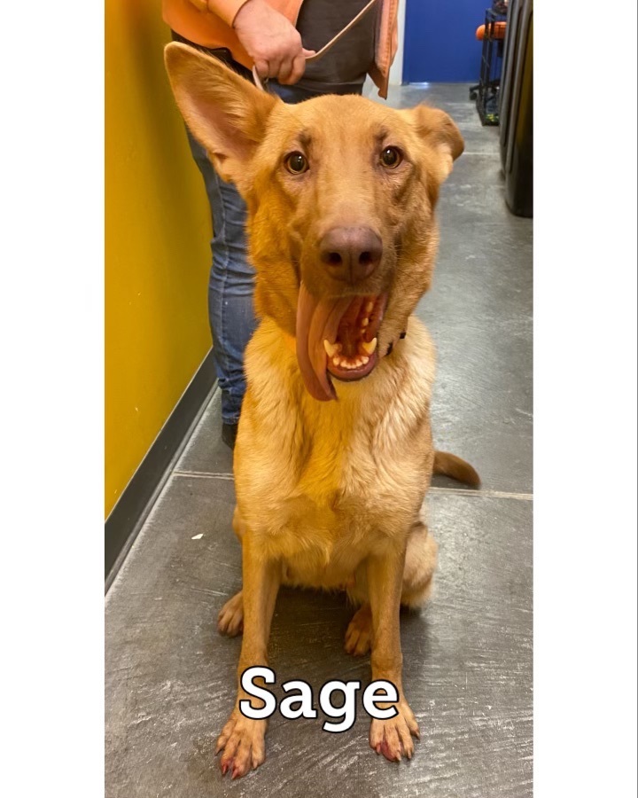 Sage, an adoptable Shepherd Mix in Waynesburg, PA_image-1