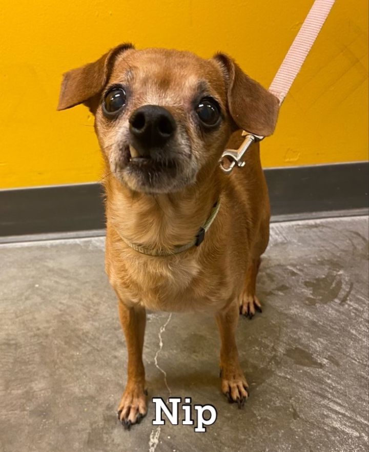 Nip, an adopted Chihuahua Mix in Waynesburg, PA_image-1