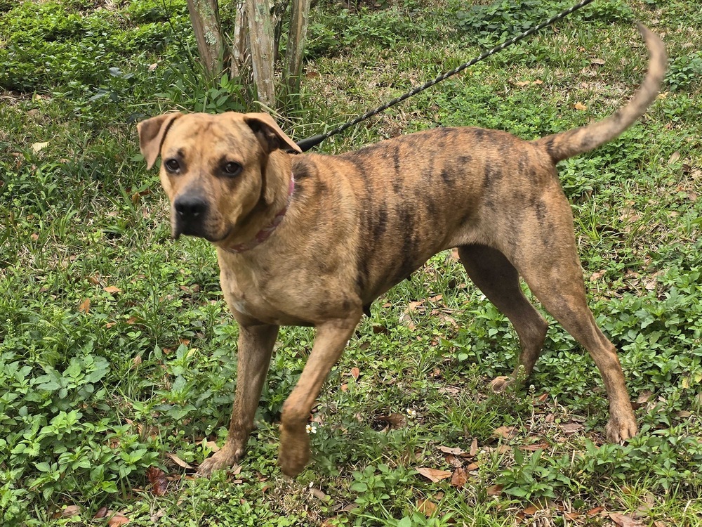 Roxy 2.0, an adoptable Mountain Cur in Lakeland, FL, 33813 | Photo Image 3