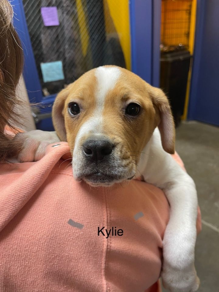 Kylie, an adoptable Labrador Retriever Mix in Waynesburg, PA_image-2