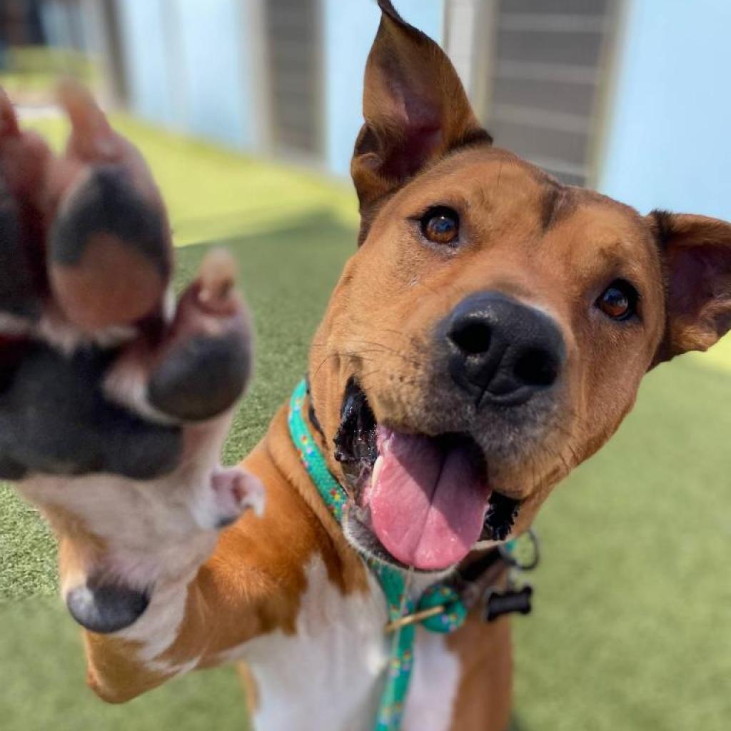 Elmer, an adoptable Black Mouth Cur, American Staffordshire Terrier in Phoenix, AZ, 85028 | Photo Image 1