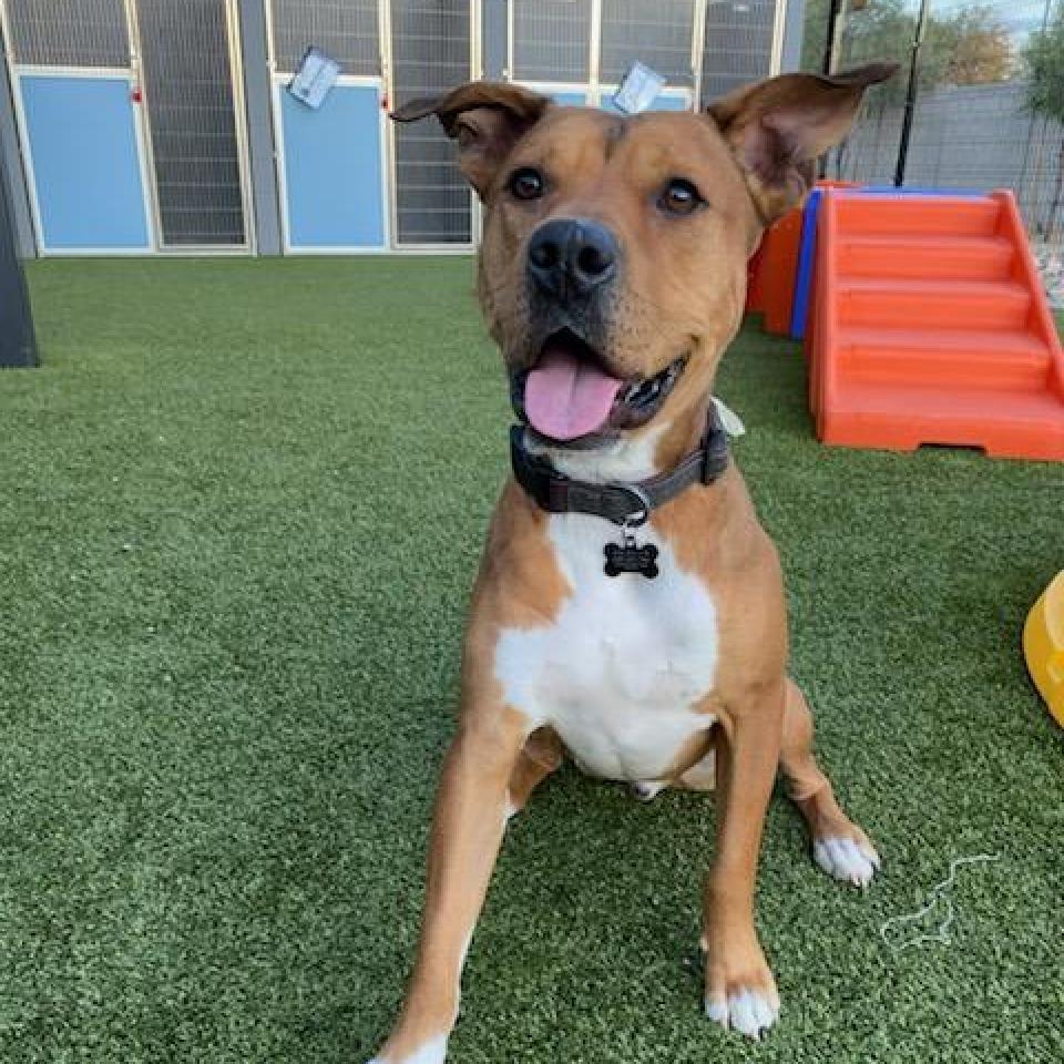 Elmer, an adoptable Black Mouth Cur, American Staffordshire Terrier in Phoenix, AZ, 85028 | Photo Image 2