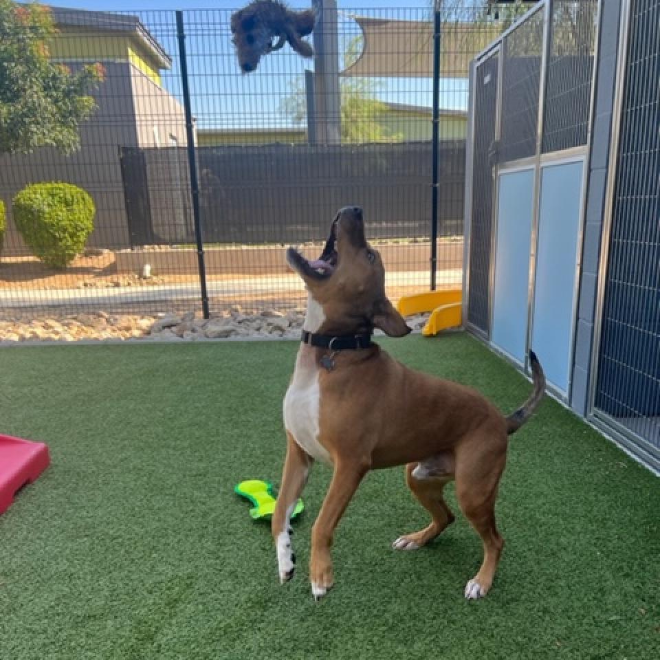 Elmer, an adoptable Black Mouth Cur, American Staffordshire Terrier in Phoenix, AZ, 85028 | Photo Image 3