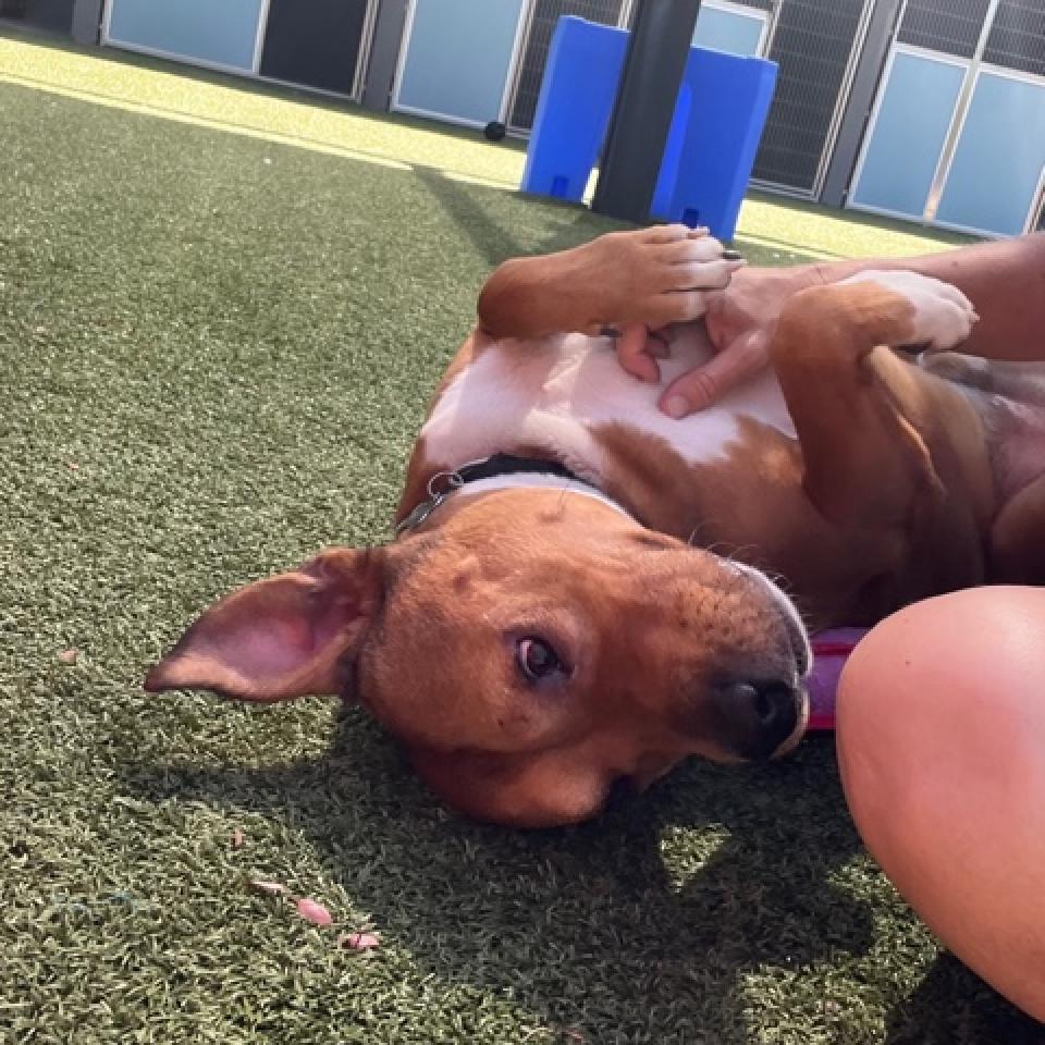 Elmer, an adoptable Black Mouth Cur, American Staffordshire Terrier in Phoenix, AZ, 85028 | Photo Image 4