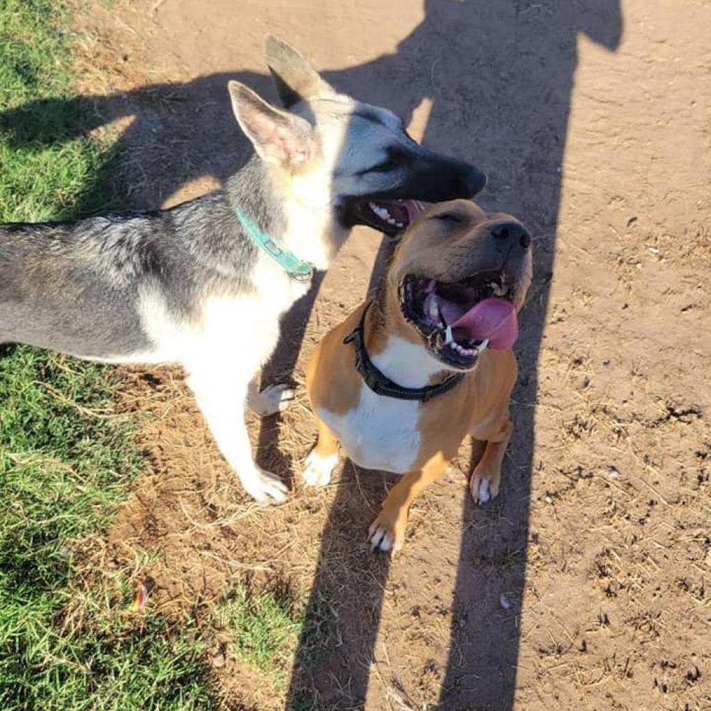 Elmer, an adoptable Black Mouth Cur, American Staffordshire Terrier in Phoenix, AZ, 85028 | Photo Image 5