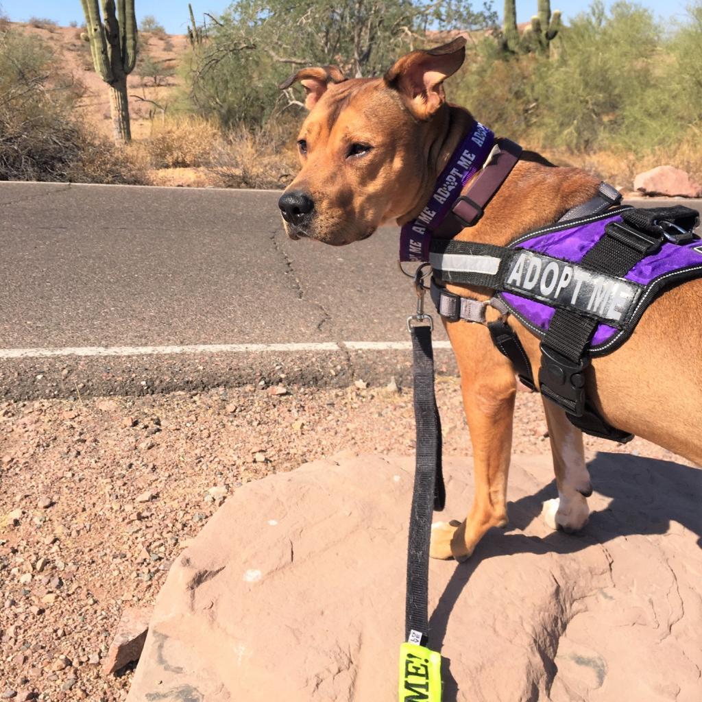 Elmer, an adoptable Black Mouth Cur, American Staffordshire Terrier in Phoenix, AZ, 85028 | Photo Image 6