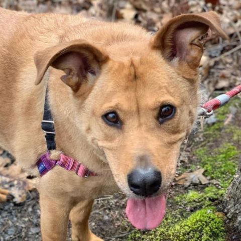 Bria FKA Brenda Lee, an adoptable Retriever, Shepherd in Falls Church, VA, 22044 | Photo Image 1