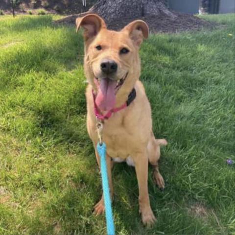 Bria FKA Brenda Lee, an adoptable Retriever, Shepherd in Falls Church, VA, 22044 | Photo Image 2