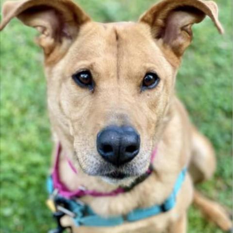 Bria FKA Brenda Lee, an adoptable Retriever, Shepherd in Falls Church, VA, 22044 | Photo Image 3