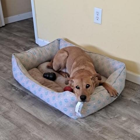 Bria FKA Brenda Lee, an adoptable Retriever, Shepherd in Falls Church, VA, 22044 | Photo Image 4