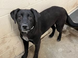 Dogs for Adoption Near Minneapolis, MN | Petfinder