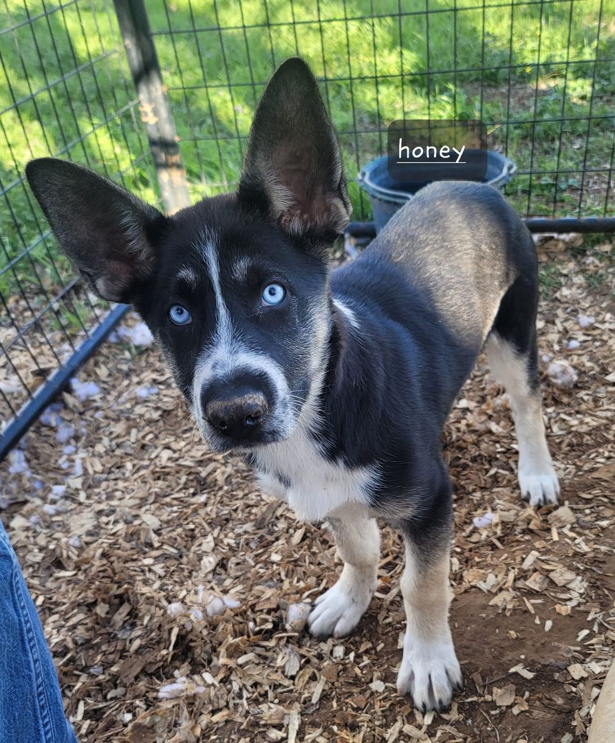 Dog for adoption - Honey, a Siberian Husky Mix in Horseheads, NY ...