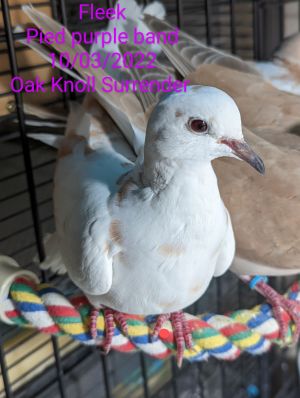 Young Fleek was an oops baby who came to Palomacy when their person surrendered a flock of 14 dove