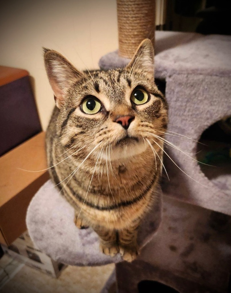 Loteria, an adoptable Domestic Short Hair in Hampton, VA, 23663 | Photo Image 1