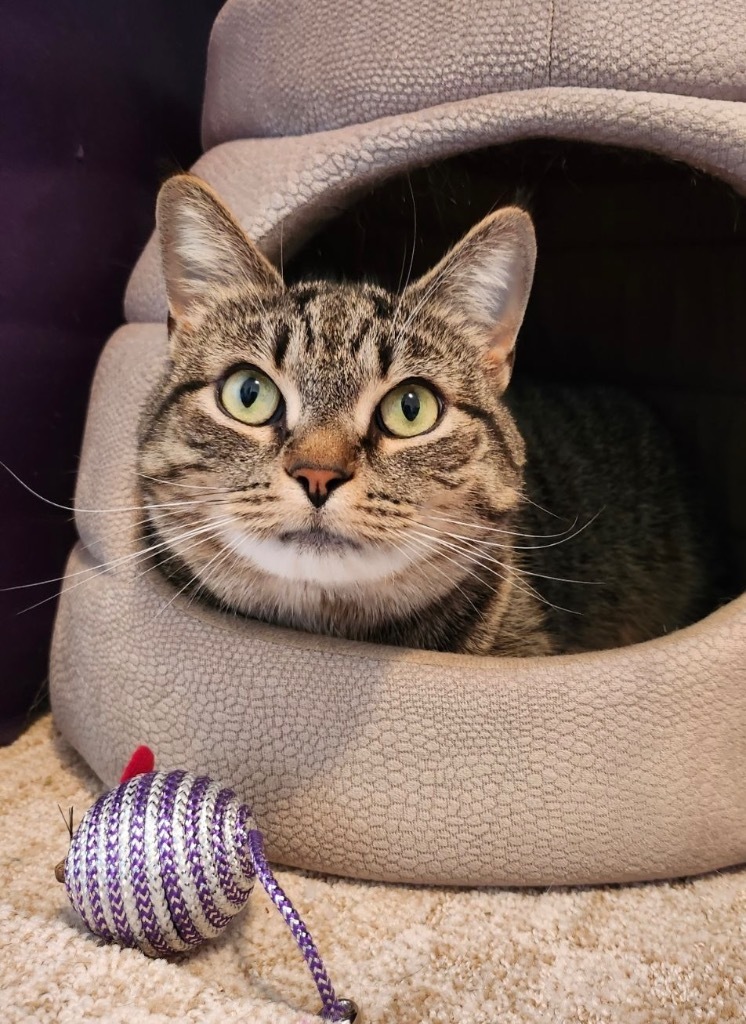 Loteria, an adoptable Domestic Short Hair in Hampton, VA, 23663 | Photo Image 3