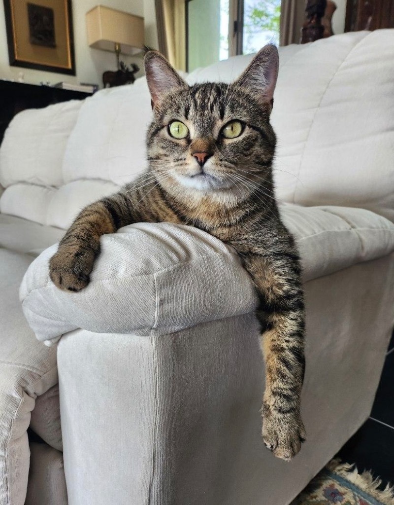 Loteria, an adoptable Domestic Short Hair in Hampton, VA, 23663 | Photo Image 5