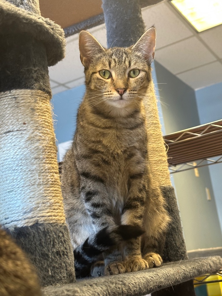 Flower, an adoptable Domestic Short Hair in LIberty, NY, 12754 | Photo Image 1