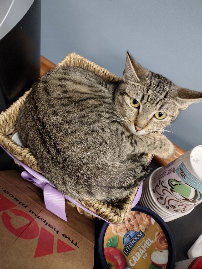 Flower, an adoptable Domestic Short Hair in LIberty, NY, 12754 | Photo Image 2