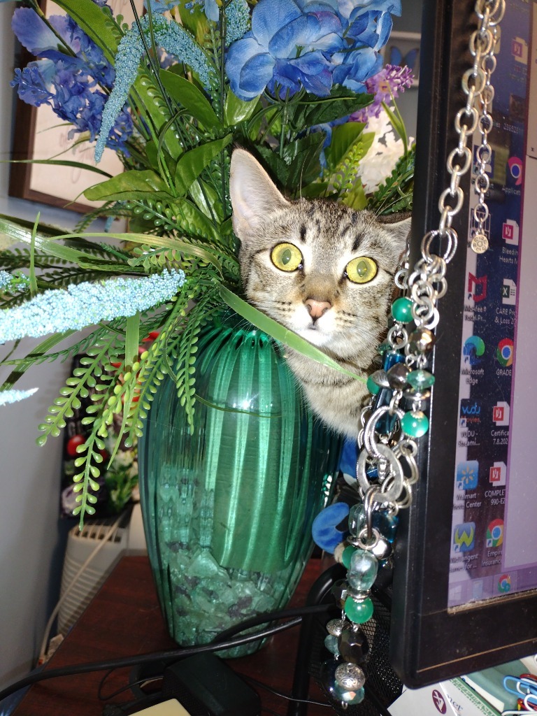 Flower, an adoptable Domestic Short Hair in LIberty, NY, 12754 | Photo Image 3